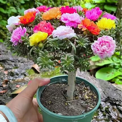 混色太阳花老桩多色太阳花老桩大花重瓣太阳花苗易活室内外观花卉