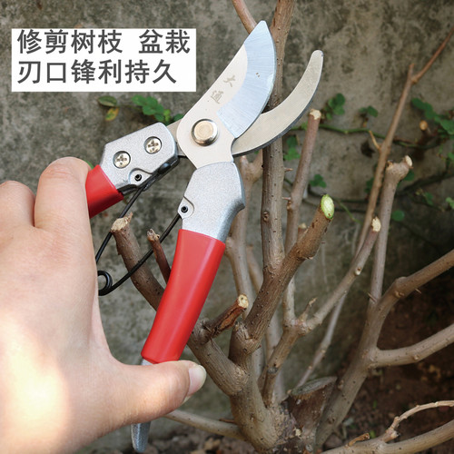修枝剪园艺f工具修剪树枝盆栽采摘果子剪子