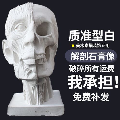 解刨头骨石膏像解剖头骨人像骷髅头厂家J直销石膏教具静物素描摆