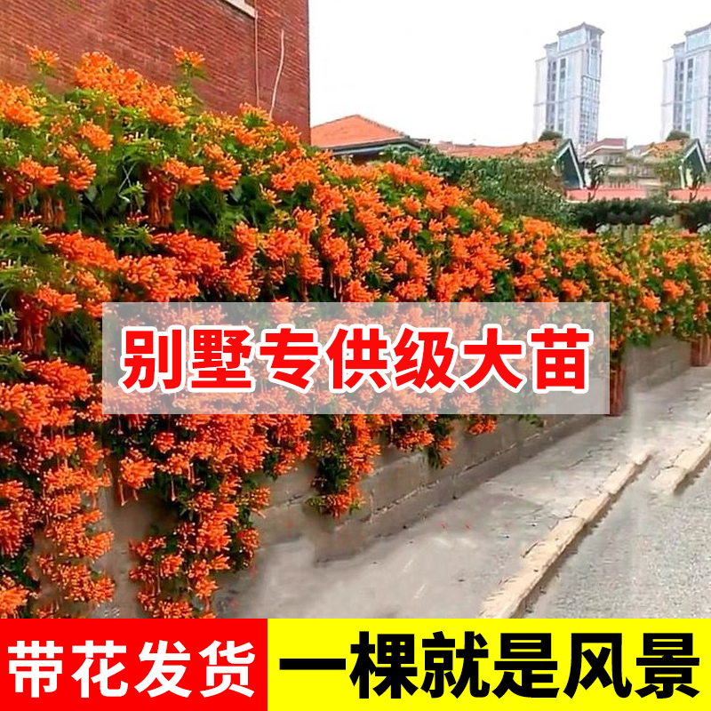 凌霄花苗爬藤植i物母系大苗炮仗花别墅专用庭院爬墙盆栽四季开花