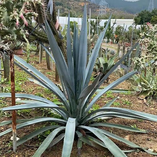 酿酒特其拉龙舌兰 庭院沙s漠景观植物 仙人掌 白灰色剑麻 室外植