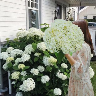 无敌贝拉安娜绣球花苗耐热耐寒乔木绣球白色大花盆栽X庭院植物大