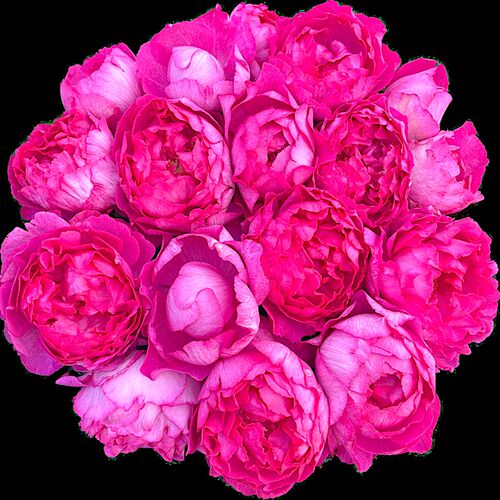 伊芙胭脂香水阳台盆栽切花玫x瑰庭院月季地栽耐寒耐寒抗病馥郁香