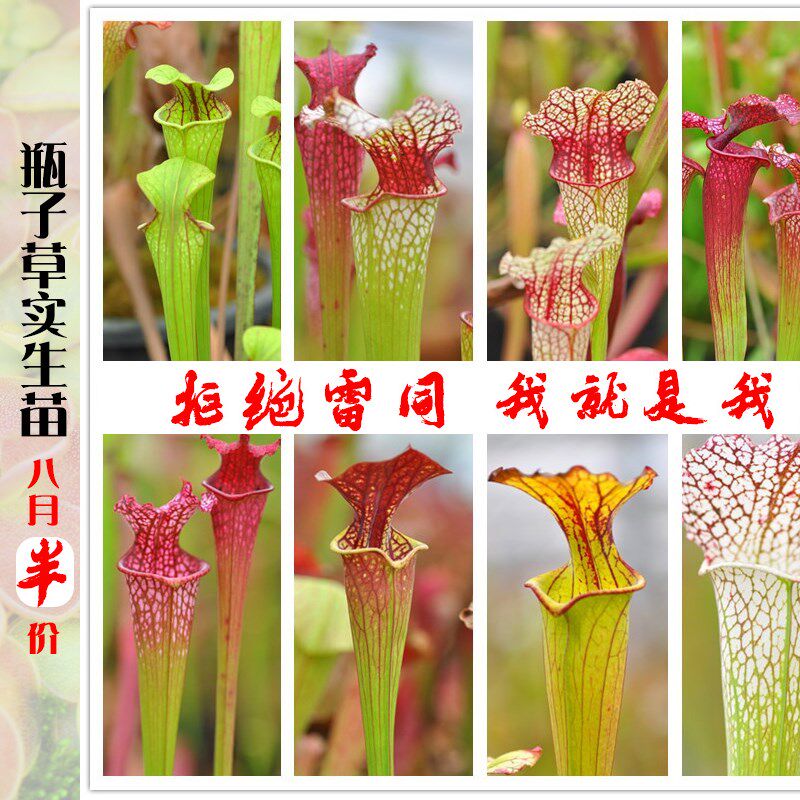 瓶子草混合实生j苗小虫草堂大型稀有食虫植物盆栽吃虫杂交组合套