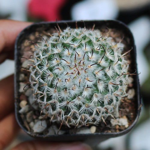 曲刺佩雷仙人球 l稀有粉花勾刺乳突球属仙人掌多肉植物桌面防辐射