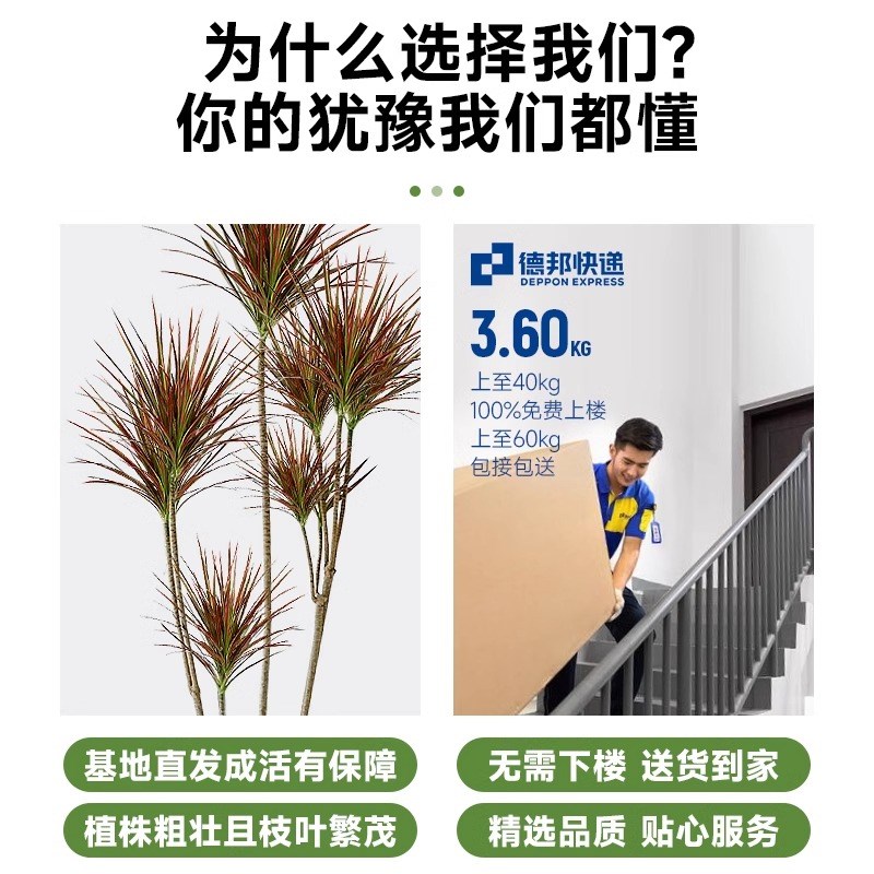 千年木大型盆栽马尾铁好养办公室客厅阳台M龙血树植物室内七彩铁