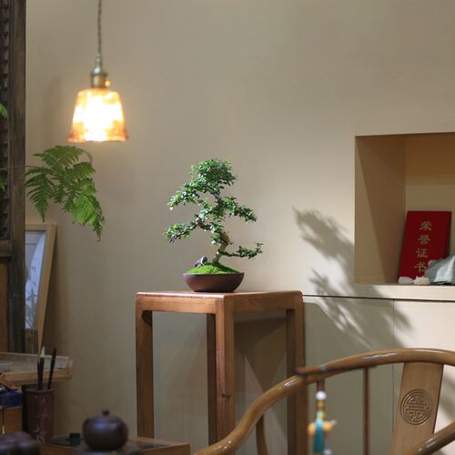 福建茶桌面c造型盆景庭院客厅四季常青花卉好养绿植观叶小老桩盆