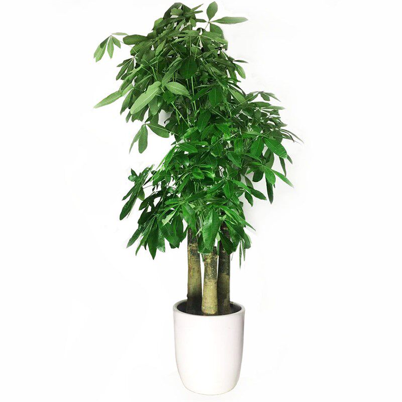 单杆发财树盆栽室内开p业植物盆景家庭客厅办公室绿植花卉大型包