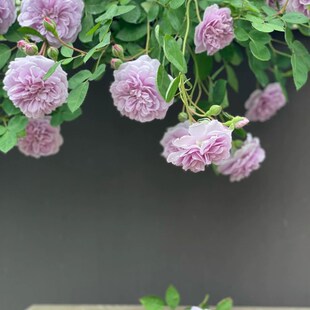 铃兰家   蓝色阴雨    蓝紫色藤本月季花N苗爬藤攀爬花卉四季开