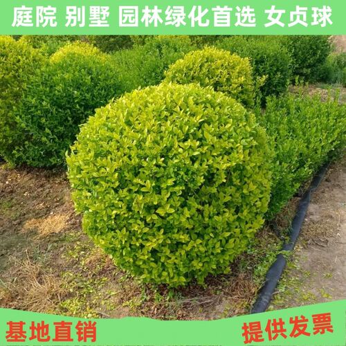 亮晶女贞落地球别墅庭院花境植物四季常青耐热耐S寒亮金女贞落地
