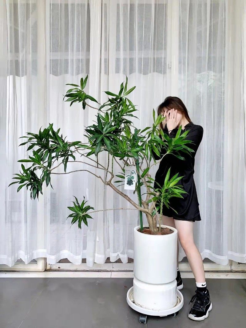 百合竹盆栽室内大型绿植观叶耐阴耐旱老桩植物Q净化空气造型龙血,鲜花速递/花卉仿真/绿植园艺,大型绿植/成品组合盆栽,淘宝优惠券,粉丝福利购,淘宝优惠卷
