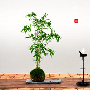 丛生凤尾竹盆栽竹子庭院观赏植物微型盆景米N竹苗室内阳台四季常