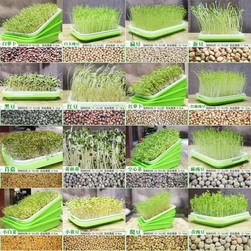 芽苗菜育苗盘豆芽菜种植盘托盘绿豆苗小麦苗种子无土W栽培水培蔬