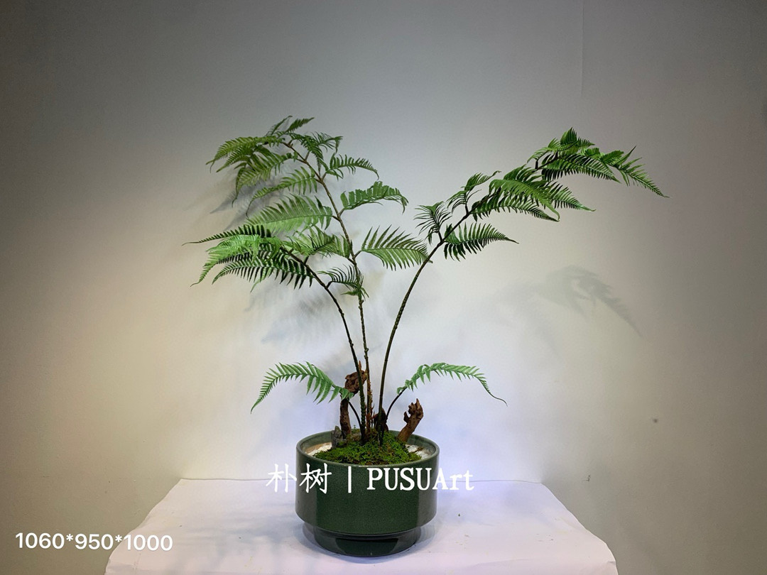 朴树浮檀蕨苔玉球苔藓球蕨类植物绿植一叶蕨大型盆栽盆景造景