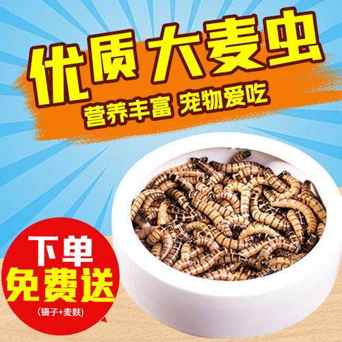鲜活活体大麦虫面包虫金龙鱼画眉鸟八哥虫子食大号黄粉虫鱼食活虫