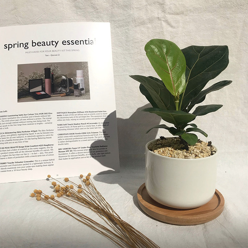 琴叶榕懒人盆栽办公室绿植观叶四季常青吸甲醛净化空气包邮金冠柏