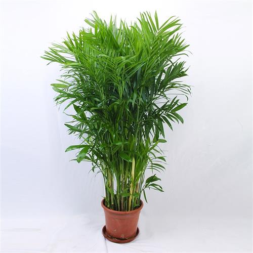 夏威夷竹子散尾葵凤尾竹室内客厅大型除植物盆栽办公室黄椰子包邮