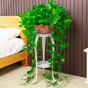 室内盆栽植物不需要阳光的花卉喜阴除甲醛大叶绿萝长藤大盆办公室