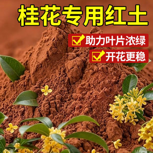 桂花树专用土红土云南酸性种植土阳台盆栽养花土园艺土花卉营养土
