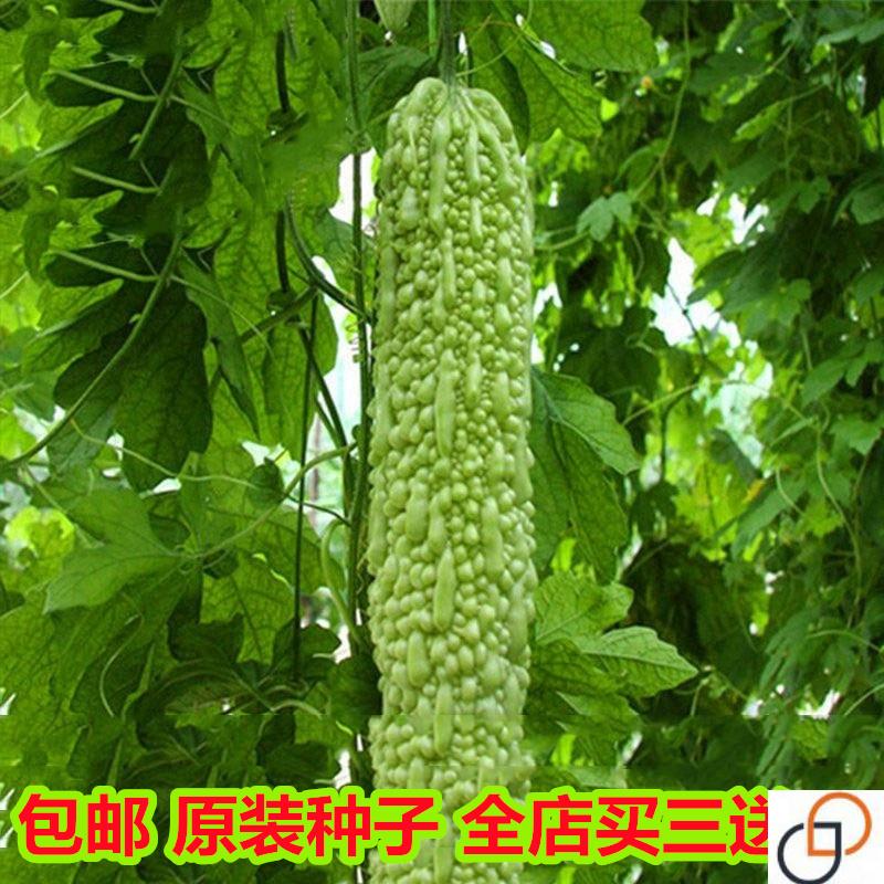 蔬菜种子苦瓜苗籽孑大全四季播室内阳台盆栽庭院农家田园春夏包邮
