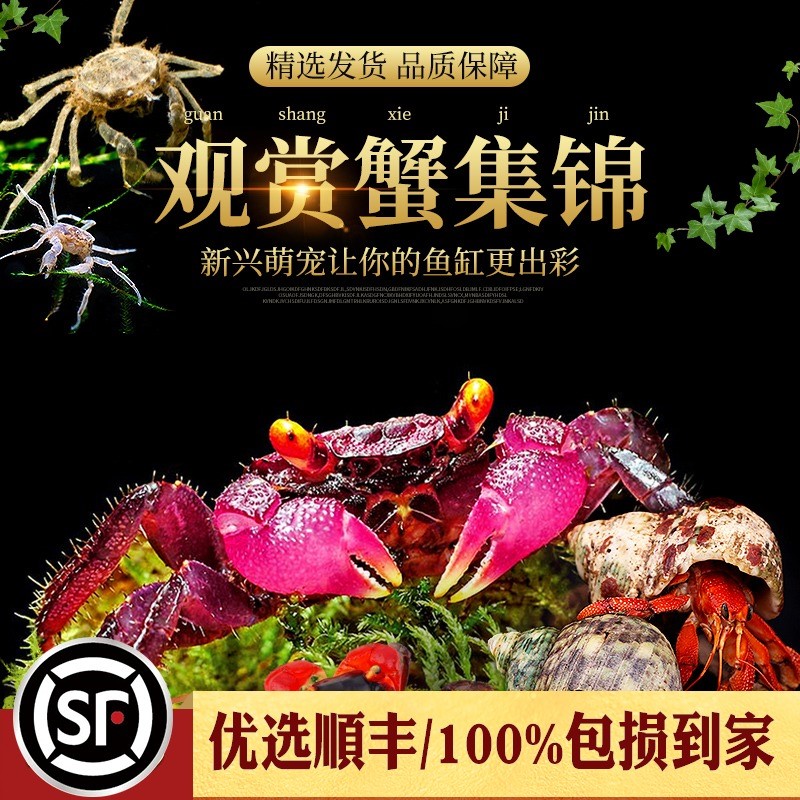 辣椒蟹蜘蛛相手恶魔南海