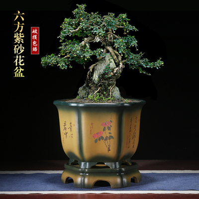 紫砂花盆精品六方盆栽盆景盆中国风室内兰花盆陶瓷含托盘大号特价