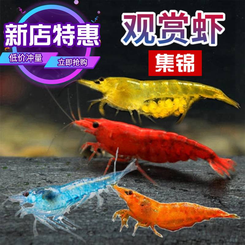 观赏虾螺蟹鱼缸除藻水族