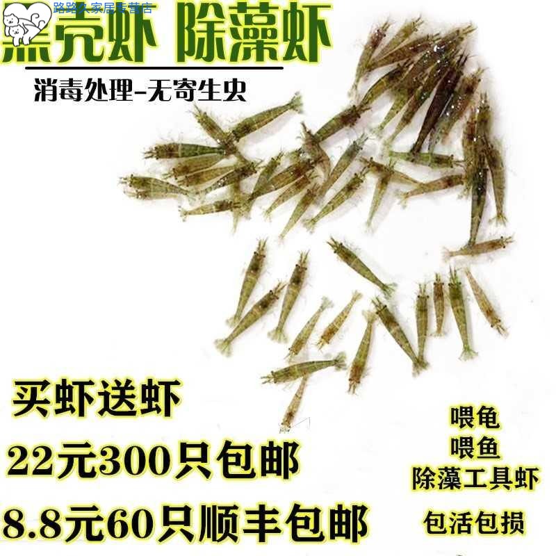 繁殖快的活虾小观赏淡水