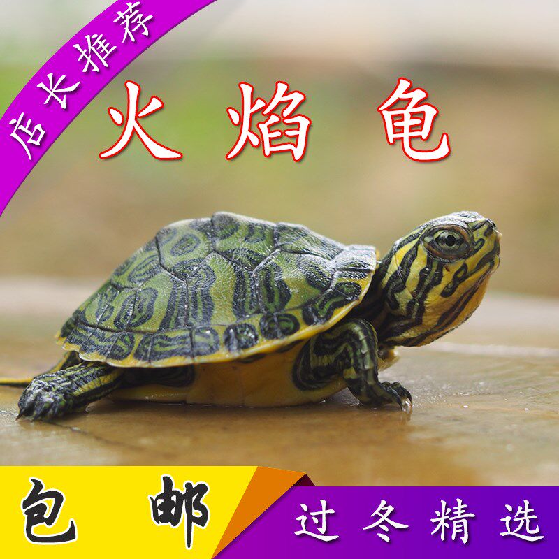 火焰龟活物 小乌龟活体红腹宽纹火焰龟苗深水观赏龟宠物龟招财龟