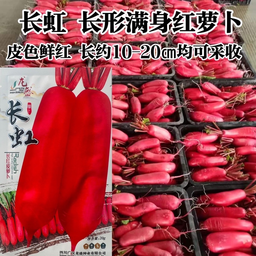 四川龙盛红皮萝卜种子耐寒春秋冬长红萝卜种籽满身红萝卜种子大田