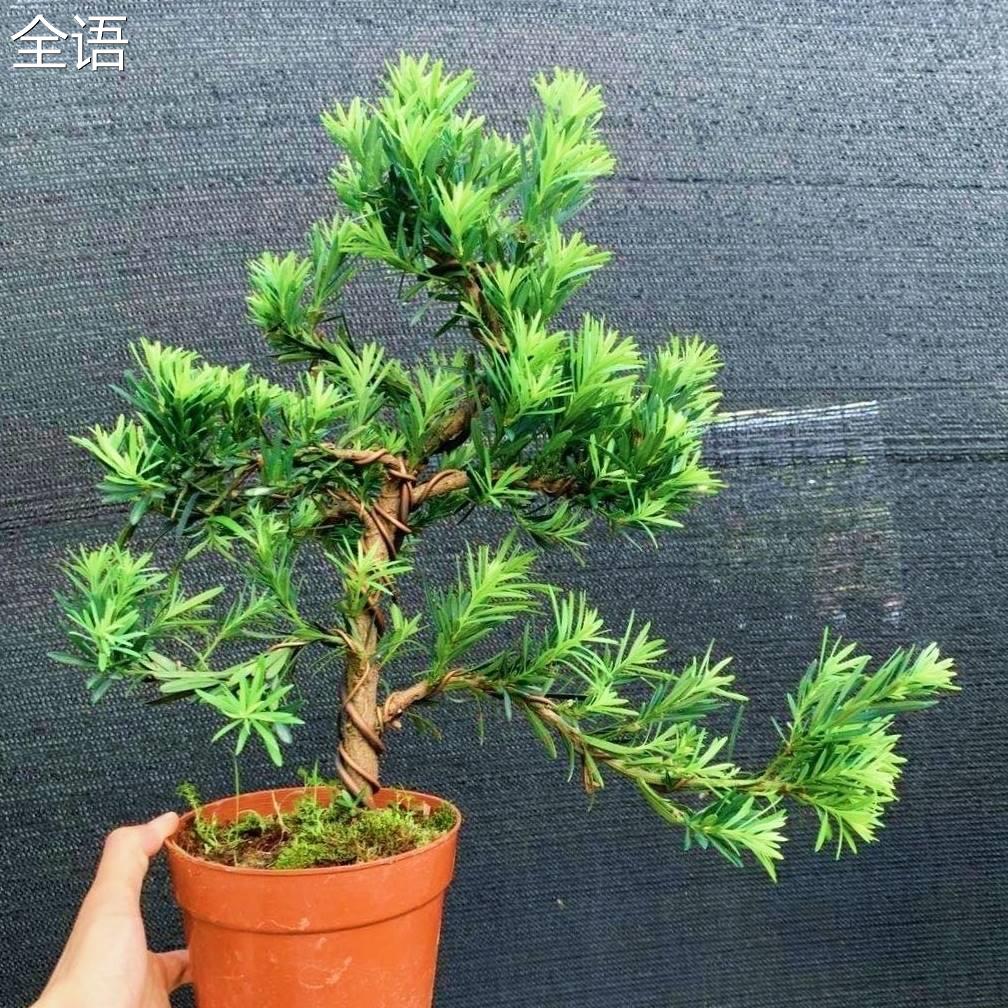 小叶雀舌罗汉松老桩盆景