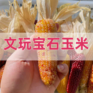 编号1232-1287文玩玉米手把件菩提真玉米毛料 一物一拍