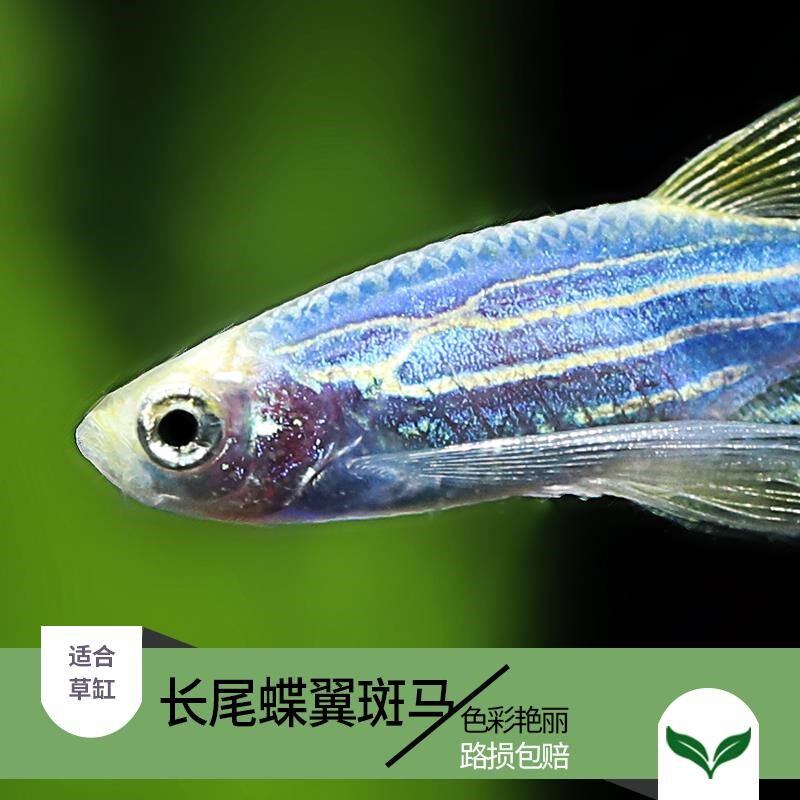 小型热带观赏鱼稀有荧光蝶翼长尾翡翠绿斑马鱼灯种淡水金鱼锦鲤