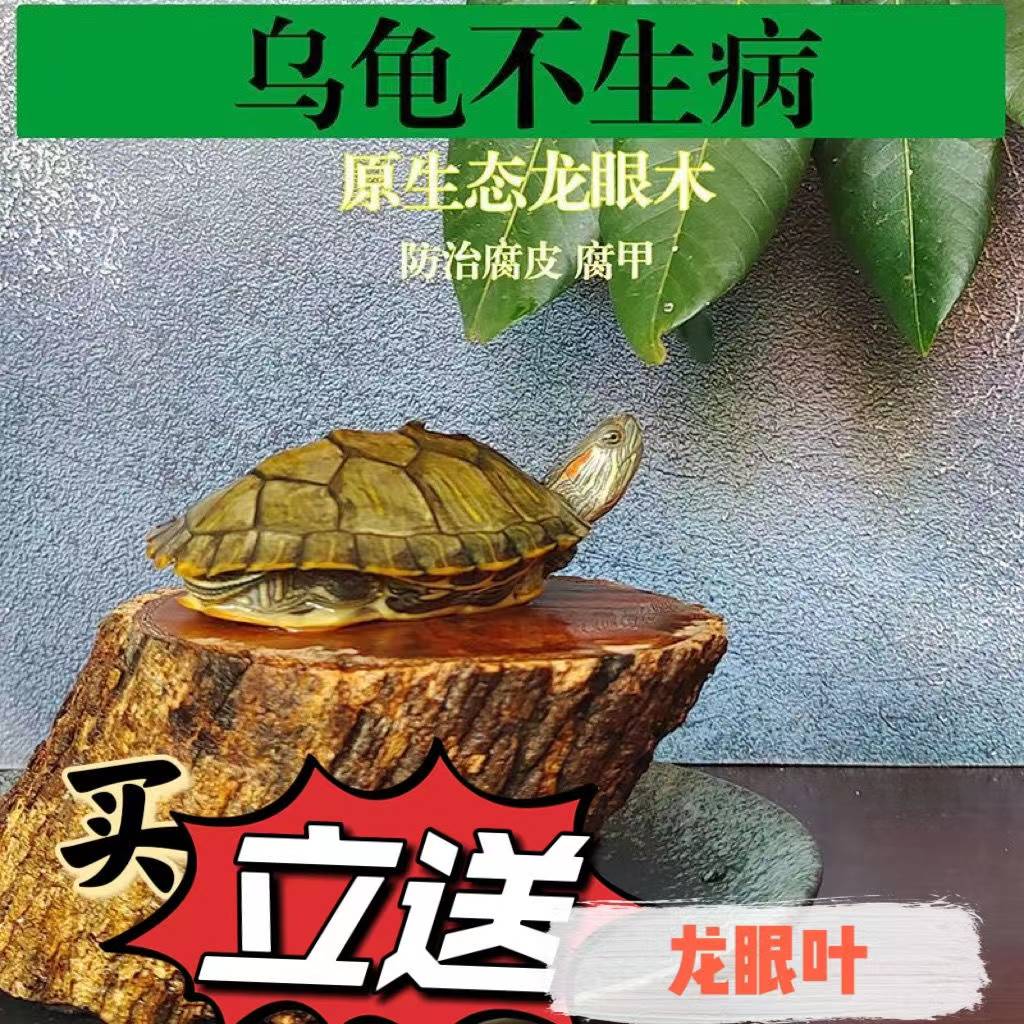 乌龟晒背台爬缸龙眼木高