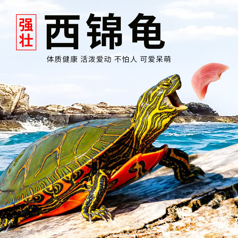 西锦龟红腹西锦龟深水龟鱼缸混养吃粪龟宠物观赏吃垃圾清洁龟活体,畜牧/养殖物资,畜牧/养殖器械,淘宝优惠券,粉丝福利购,淘宝优惠卷