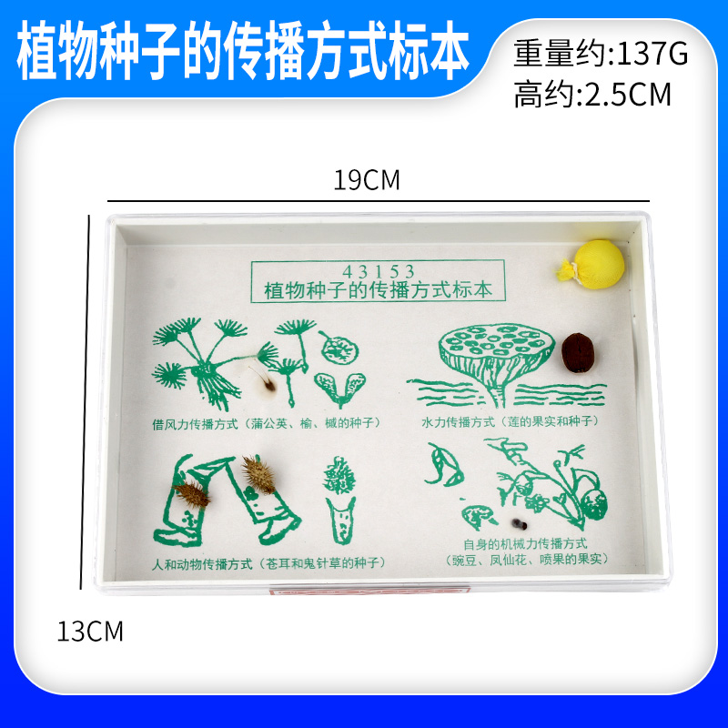 植物种子传播方式标本小