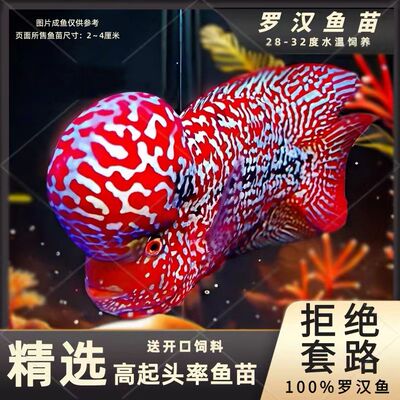 罗汉鱼苗好养耐活观赏热