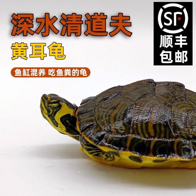 黄耳龟深水鱼缸混养小乌