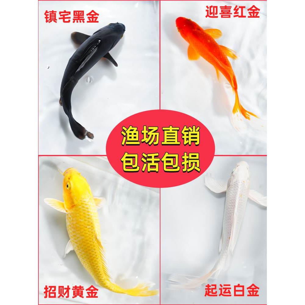 金鱼活体观赏鱼锦鲤草金鱼冷水鱼黑金锦鲤黄金锦鲤白金锦鲤小型鱼