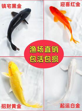 金鱼活体观赏鱼锦鲤草金鱼冷水鱼黑金锦鲤黄金锦鲤白金锦鲤小型鱼
