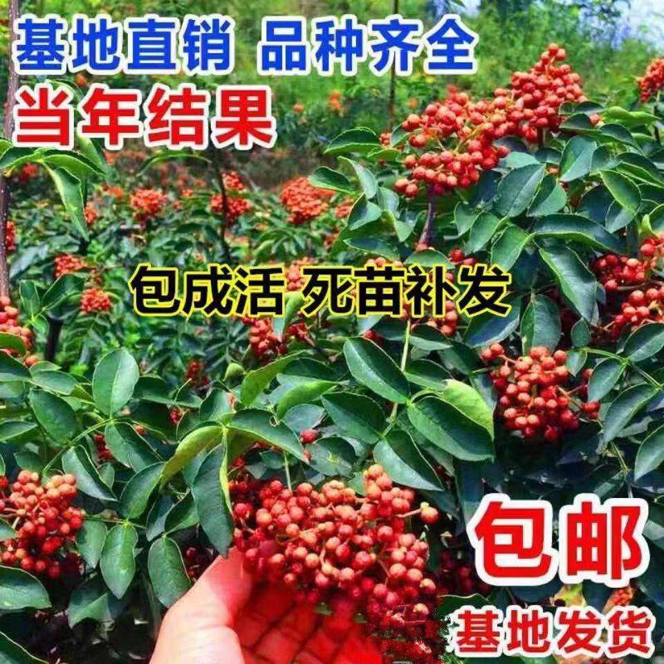 花椒苗四川汉源特麻大红袍金权无刺嫁接花椒苗四季当年结果