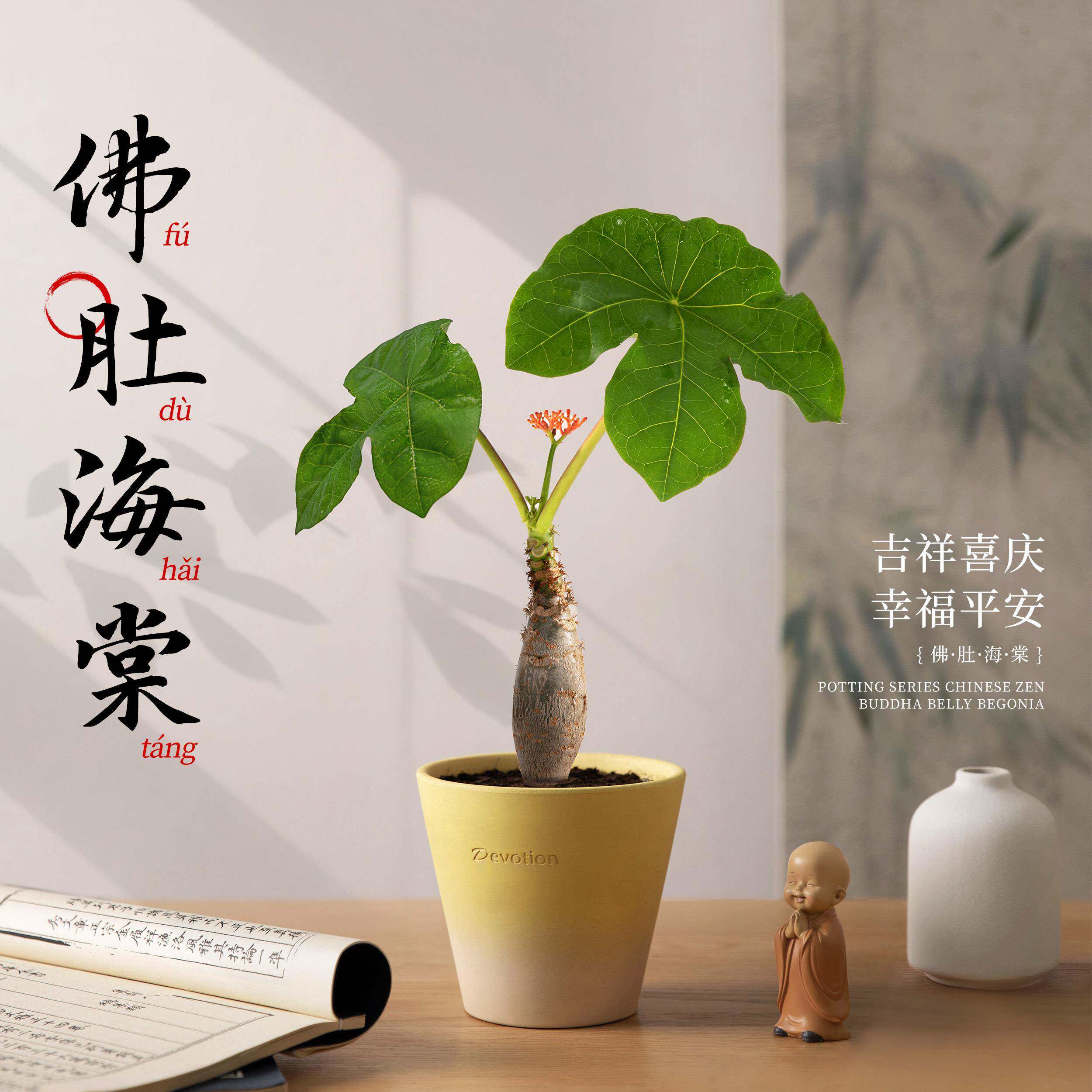 佛肚海棠盆栽客厅办公室桌面老桩盆景花卉绿植四季开花耐热好养