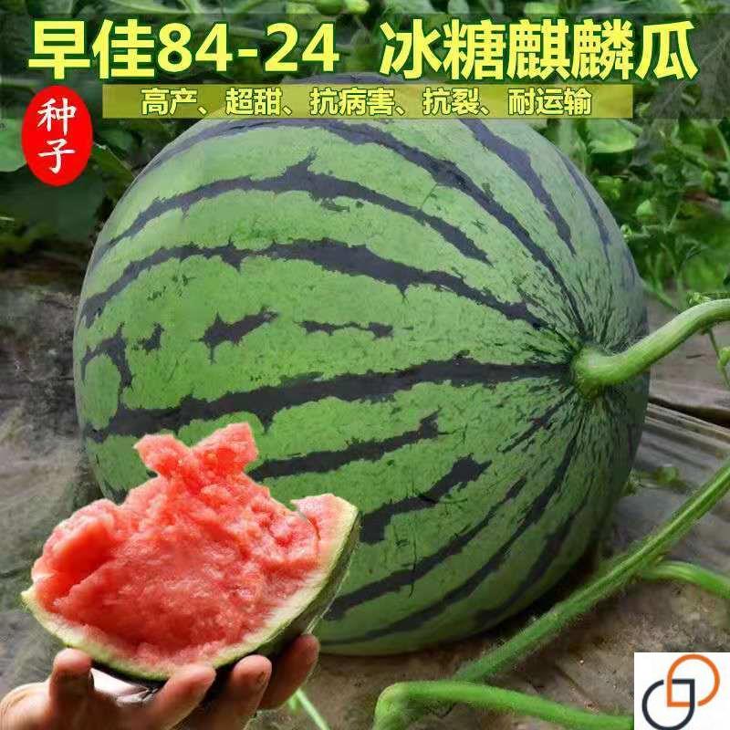 8424麒麟无籽西瓜种子籽特大高产巨型甜王南方小四季蔬菜水果种孑