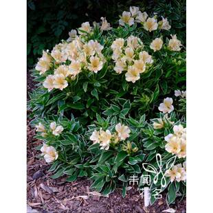 六出花进口公主系列盆栽花苗四季开花切花花期长智利百合好养花卉