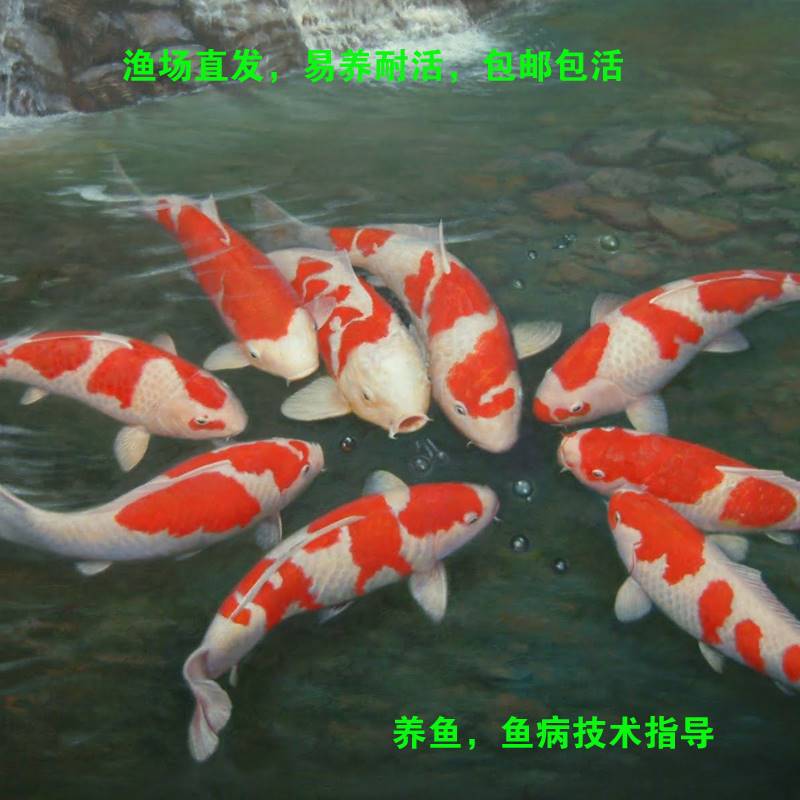 锦鲤活鱼大型好养耐高档