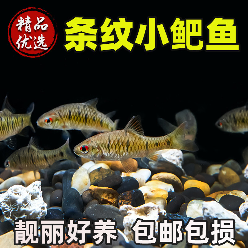 中国斗鱼伴侣条纹小鲃活体吃青苔耐寒冷水原生鱼溪流鱼群游观赏鱼