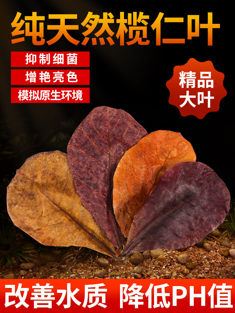 鱼缸榄仁叶养龟龙眼叶水族斗鱼懒人叶降酸调节水质ph值乌龟橄榄叶