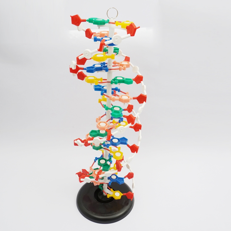 DNA结构模型/大号J33306双螺旋60公分高中碱基对遗传基因生物教学