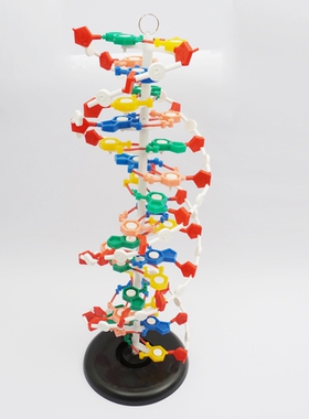 DNA结构模型/大号J33306双螺旋60公分高中碱基对遗传基因生物教学