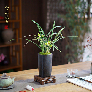 雪山天草兰花草桌面紫砂盆栽春兰室内好养绿植花卉盆景办公桌茶桌